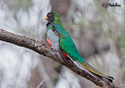 Trogon elegans